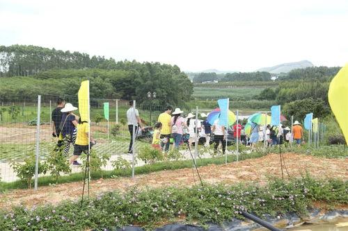 田园娱乐,回归自然，畅享田园生活新风尚