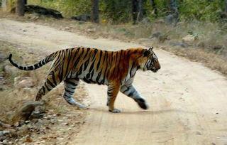 孟加拉虎的资料,神秘森林中的王者传奇